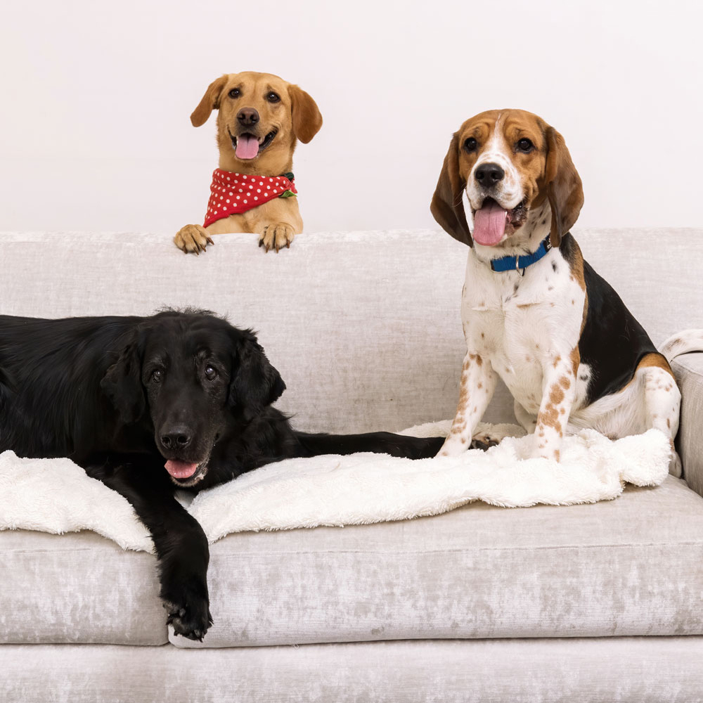 Hunde auf Couch