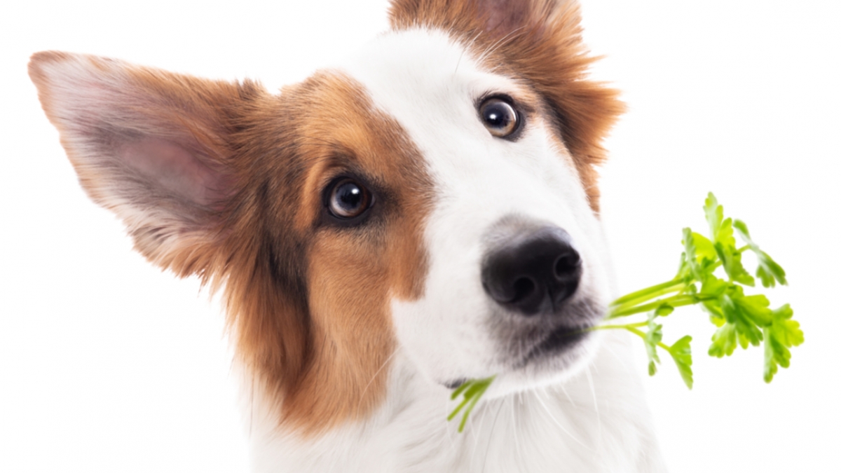 Mythen über die Hundeernährung