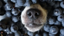 Hund mit Weintrauben 2