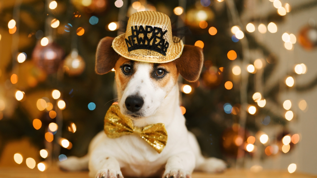 Christmas,Background,With,Jack,Russell,Dog,In,Party,Hat.,New