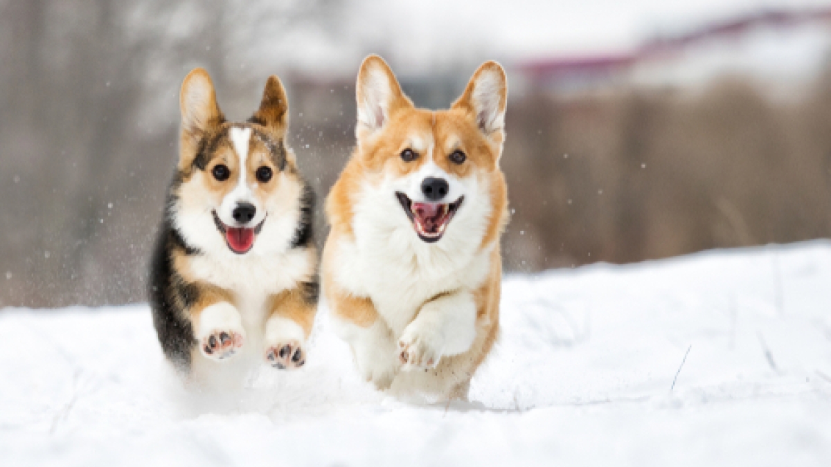 Welsh,Corgi,Dog,Running,Outdoors,In,The,Snow