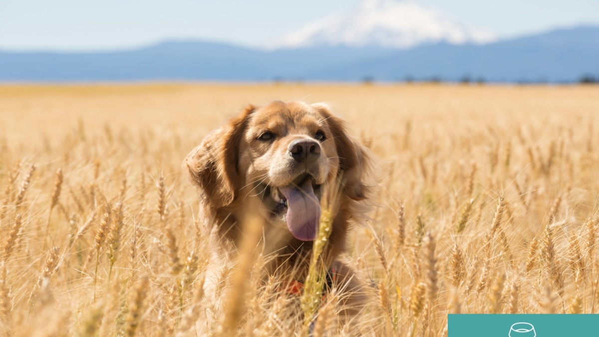 Hund im Getreidefeld