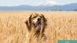 Hund im Getreidefeld